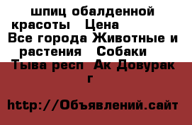 шпиц обалденной красоты › Цена ­ 22 000 - Все города Животные и растения » Собаки   . Тыва респ.,Ак-Довурак г.